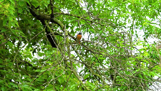 实拍雨后树枝上的小鸟大自然风景