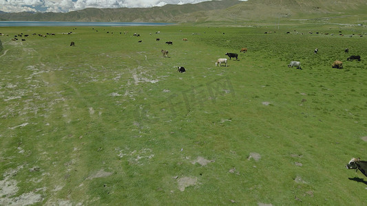 夏季草原养殖牧场奶牛放牧航拍