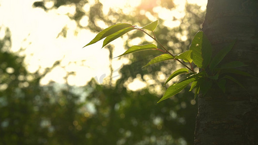 夏天摄影照片_实拍夏天唯美植物透过阳光光影意境转场