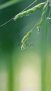 春雨文集背景图片_春天春雨谷雨节气稻穗背景