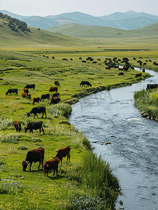 绿色草原背景摄影照片_呼伦贝尔草原河边的牛群