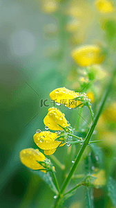 春天的节气背景图片_春天谷雨节气油菜花上的雨珠露珠素材