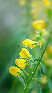 春天谷雨节气油菜花上的雨珠露珠素材