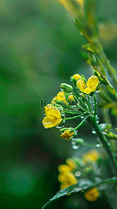 油菜花油菜花背景图片_春天谷雨节气油菜花上的雨珠露珠背景素材