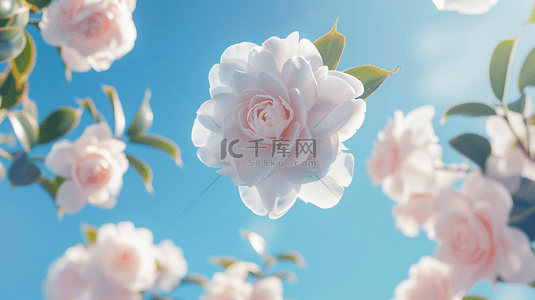 白色玫瑰花背景图片_白色花朵清新淡雅背景
