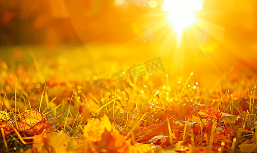 金光摄影照片_日出阳光下的秋意草丛
