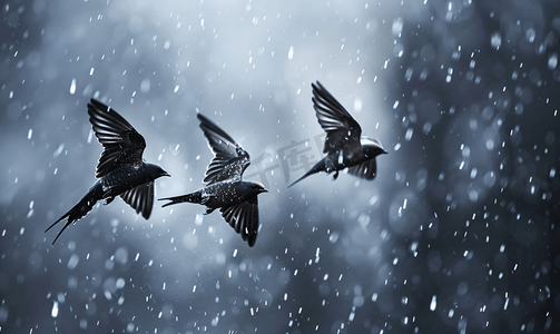 风雨图片摄影照片_暴雨中展翅翱翔的海燕