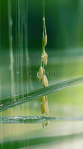 稻穗背景图片_春天春雨谷雨节气稻穗背景