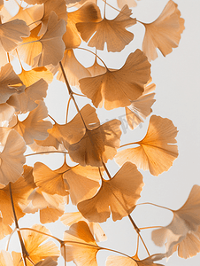 树叶简单摄影照片_银杏树叶的变化