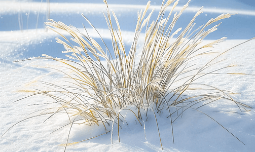 简约植物大气背景摄影照片_雪地毛毛草立冬