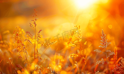 秋意浓情摄影照片_日出阳光下的秋意草丛