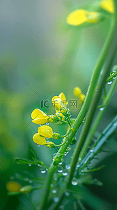 景色素材背景图片_春天谷雨节气油菜花上的雨珠露珠素材