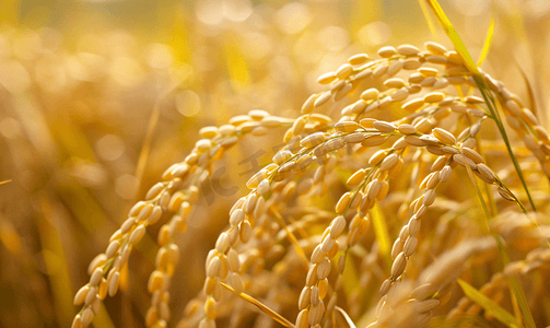 农业摄影照片_丰收的稻田农业