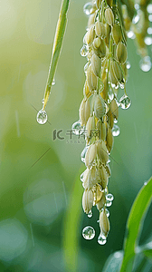 春天春雨谷雨节气稻穗背景