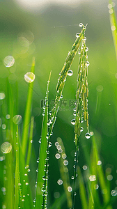 稻穗背景图片_春天春雨谷雨节气稻穗背景