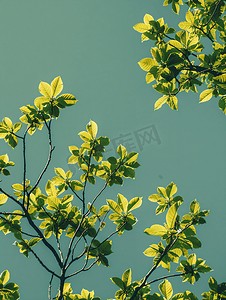 绿茵图摄影照片_树木植物绿色天空结构