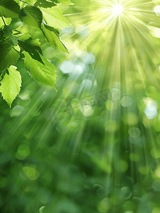 树叶片摄影照片_绿色环境光斑阳光清新背景