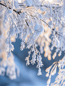 下雪素材摄影照片_内蒙古冬季树挂雪景特写