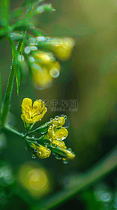 黄色花朵图片背景图片_春天谷雨节气油菜花上的雨珠露珠背景图片