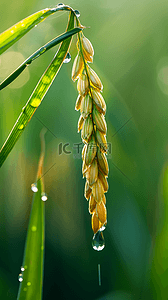 春天春雨谷雨节气稻穗背景