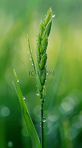 上春背景背景图片_春天春雨谷雨节气稻穗背景