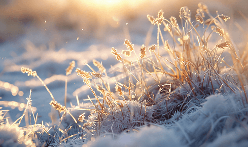 简约植物大气背景摄影照片_雪地毛毛草立冬