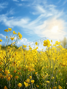 春季油菜花春天风景