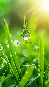 春天春雨谷雨节气稻穗背景