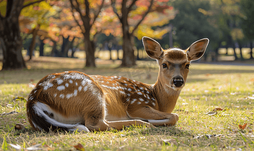 奈良公园摄影照片_日本奈良公园草坪上的梅花鹿