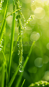 春雨背景图片_春天春雨谷雨节气稻穗背景