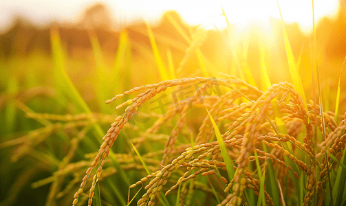 农业水稻摄影照片_丰收的稻田农业
