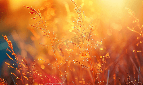 金色的光芒摄影照片_日出阳光下的秋意草丛