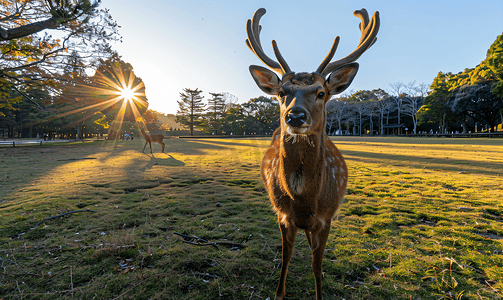 奈良摄影照片_日本奈良公园草坪上的梅花鹿