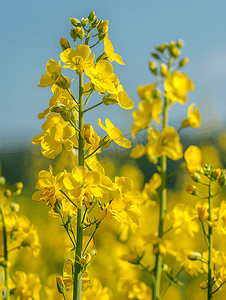 新农村油菜花海