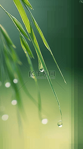 春天春雨谷雨节气稻穗背景