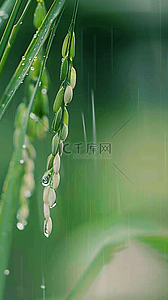 春天万物背景图片_春天春雨谷雨节气稻穗背景