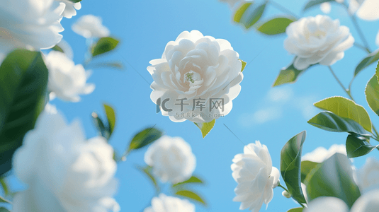白色浪漫背景图片_白色花朵清新淡雅背景