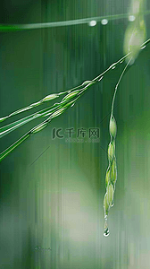 春天春雨谷雨节气稻穗背景