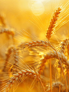 农作物种植摄影照片_光影麦穗农作物