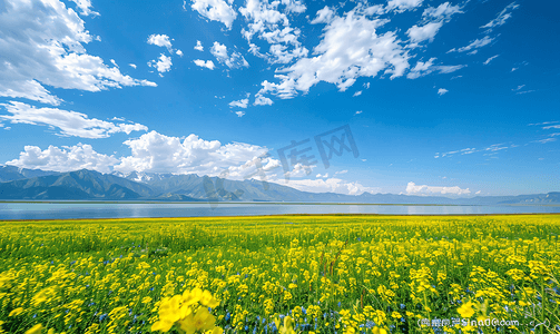 天空背景摄影照片_油菜花和青海湖