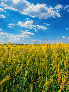 小满弥散风摄影照片_蓝天下的田园风光农村麦子