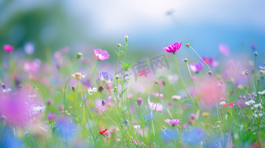 春天粉色花朵户外风景的摄影22高清图片