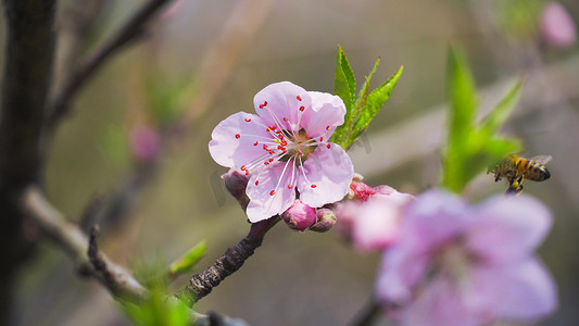 蜜蜂采花摄影照片_实拍春天唯美桃花蜜蜂采花