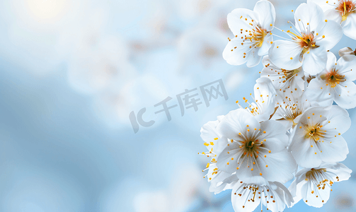 樱花花朵白樱