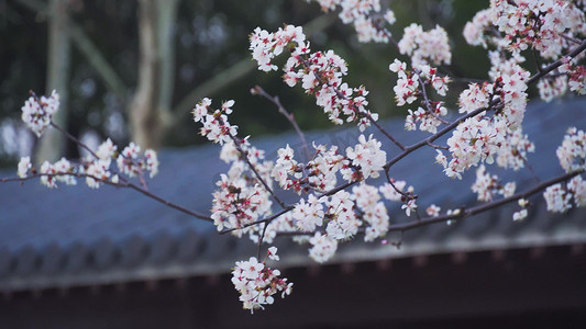 粉色花朵素材摄影照片_实拍春天樱花唯美樱花自然风景实拍