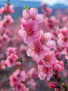春意盎然美丽的桃花图片
