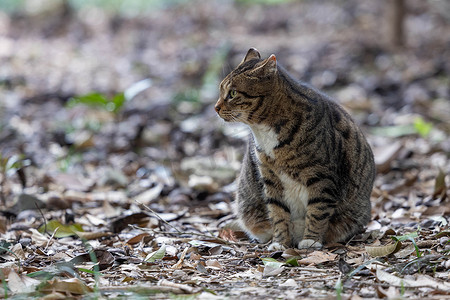 一只公园小野猫