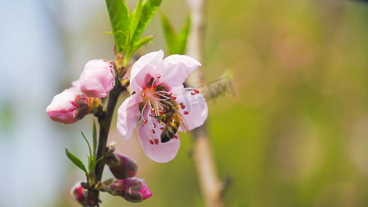 唯美桃花粉色摄影照片_实拍春天唯美桃花蜜蜂采花
