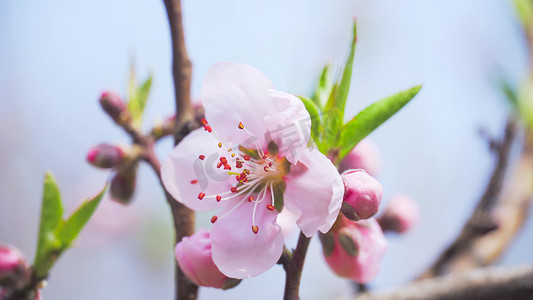 唯美桃花粉色摄影照片_实拍春天唯美桃花蜜蜂采花实拍