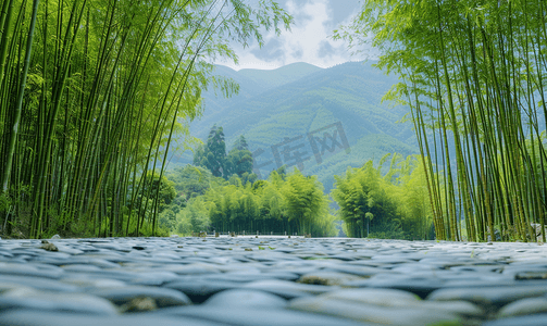 幽静的蜀南竹海竹林石板路